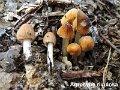 Agrocybe rivulosa-amf189